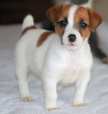 Jacky - Jack Russell (3 mois)