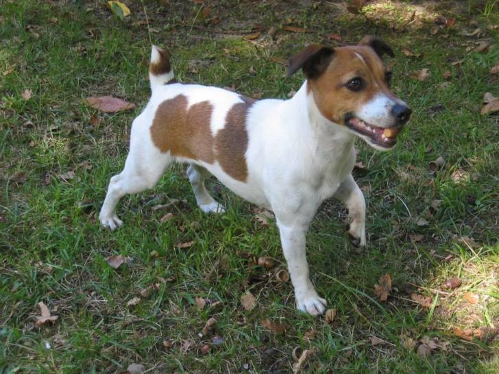 vanille - Jack Russell (8 ans)