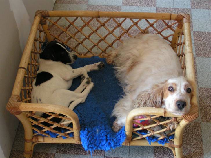 HELIOS ET BELLE - Jack Russell Mâle (5 mois)