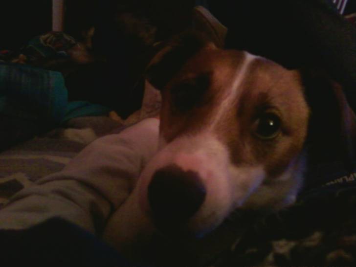 Cody - Jack Russell Mâle (8 ans)