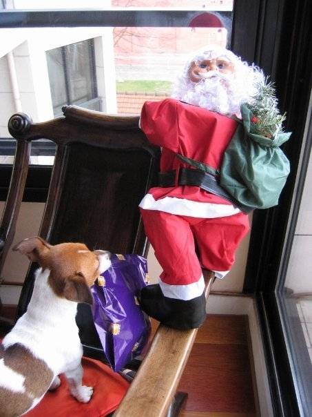 vanille et le père noël - Jack Russell (8 ans)
