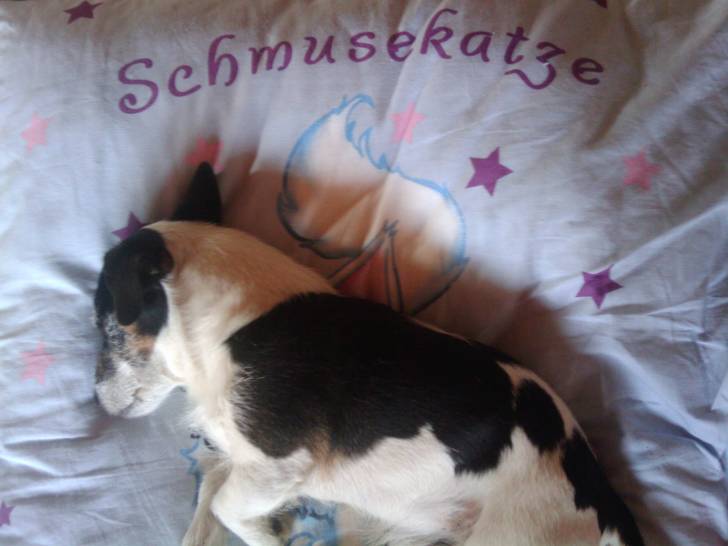 Floh - Jack Russell Mâle (8 ans)