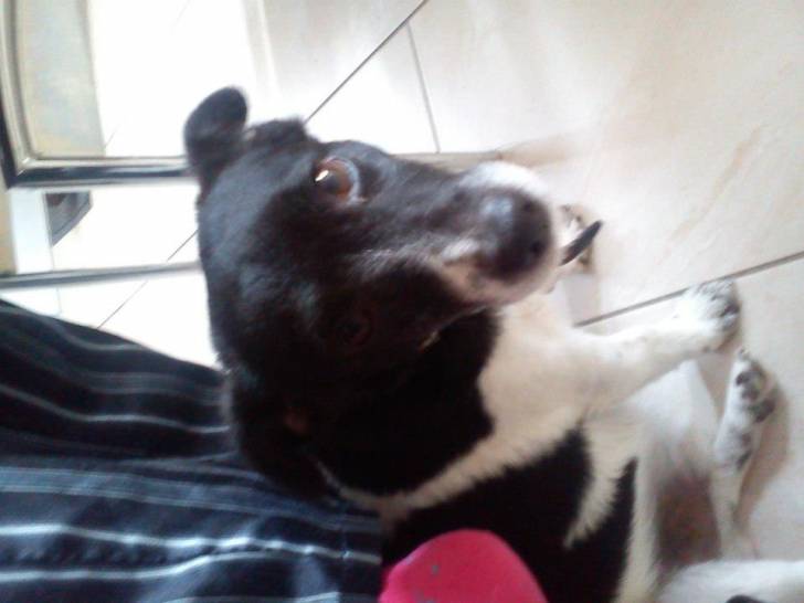 tikno - Jack Russell (10 ans)