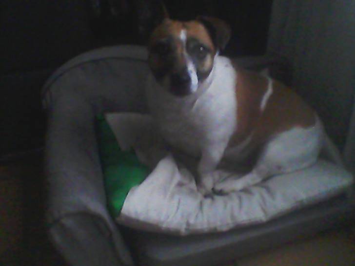 Effy - Jack Russell (3 ans)