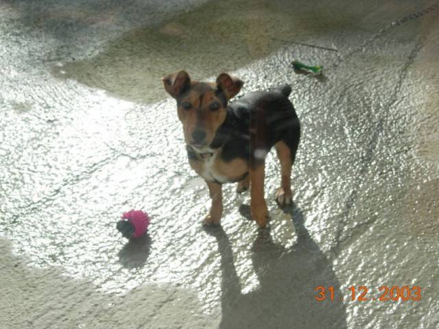 dézy - Jack Russell (10 mois)