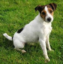 jack russel terrier - Jack Russell Mâle (7 mois)
