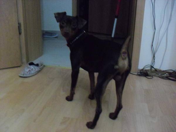 Charly - Jack Russell Mâle (1 an)