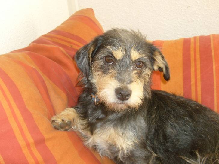Mirabelle - Jack Russell (5 ans)