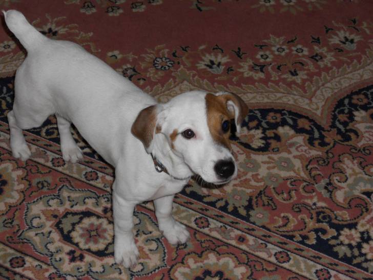 falco - Jack Russell Mâle (2 ans)