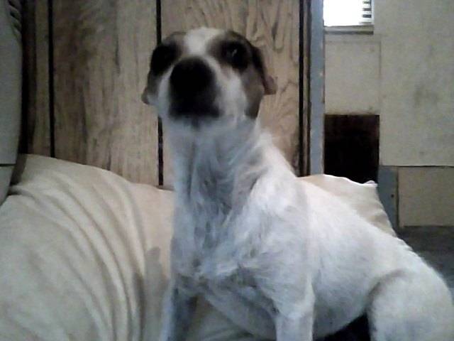 Rosey - Jack Russell (4 ans)