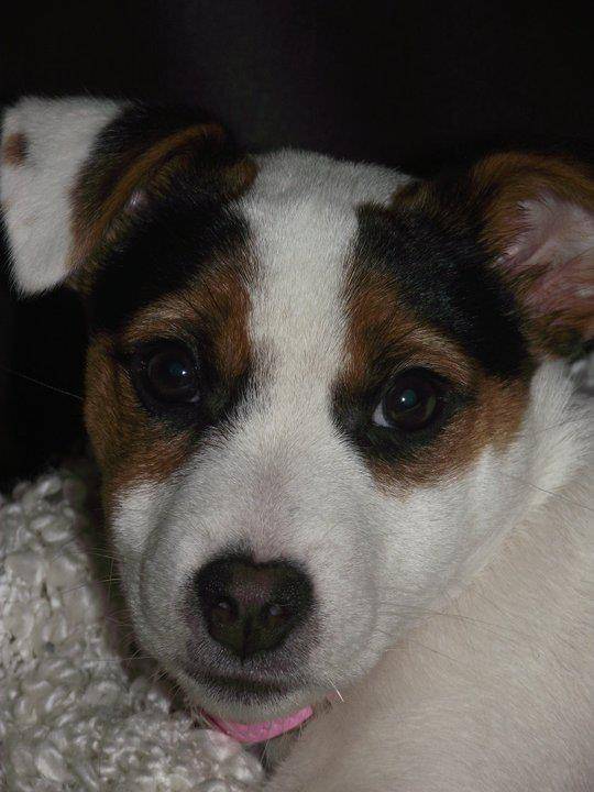 Flicka - Jack Russell (1 an)