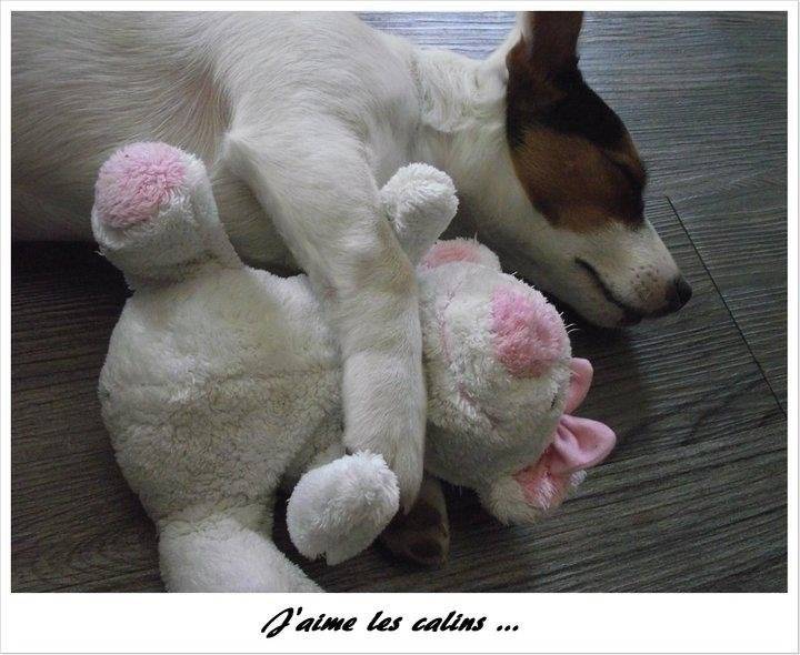 Flicka - Jack Russell (1 an)