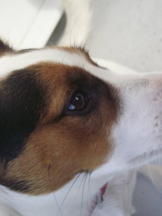Flicka - Jack Russell (1 an)