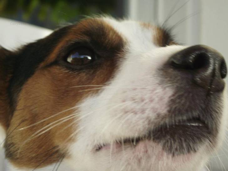 Flicka - Jack Russell (1 an)