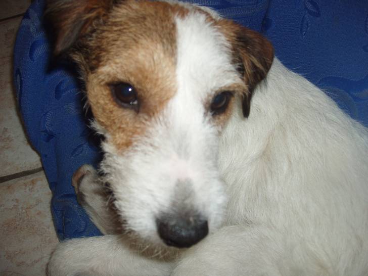 Eclair - Jack Russell Mâle (10 mois)