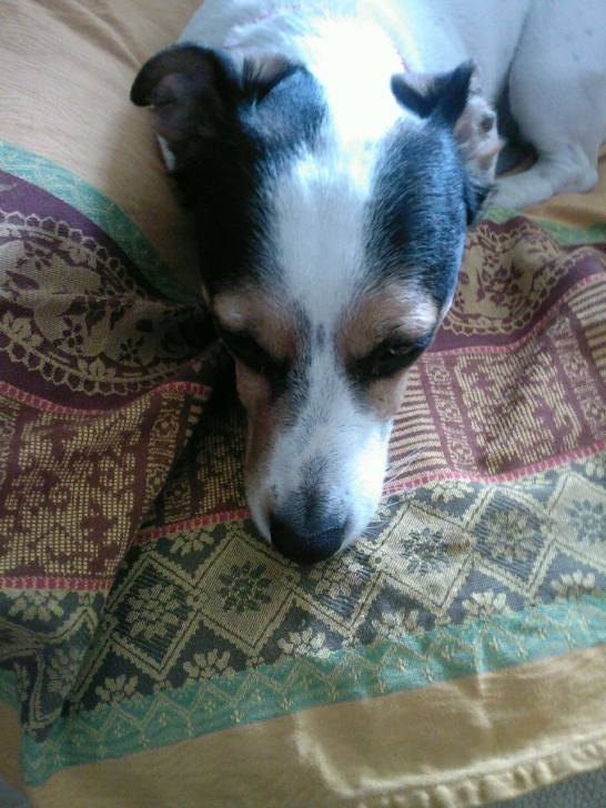 Darling - Jack Russell (5 ans)