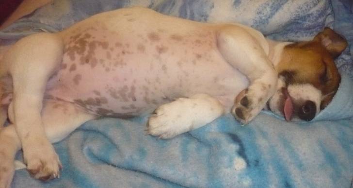 Frisquette - Jack Russell (4 mois)