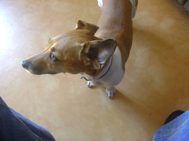 Baguerrra - Jack Russell (4 ans)