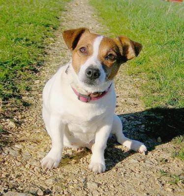 Jack - Jack Russell Mâle (8 ans)