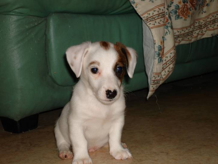 Milo - Jack Russell Mâle (6 ans)