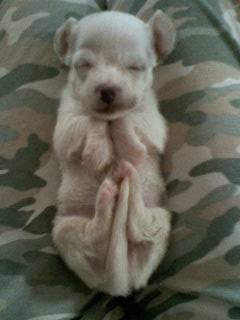 namine - Jack Russell (3 ans)