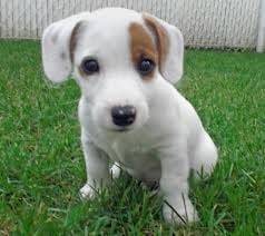 tess - Jack Russell (2 ans)