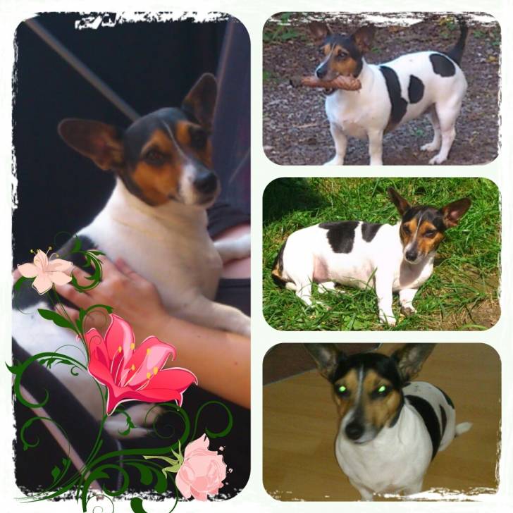 Dana - Jack Russell
