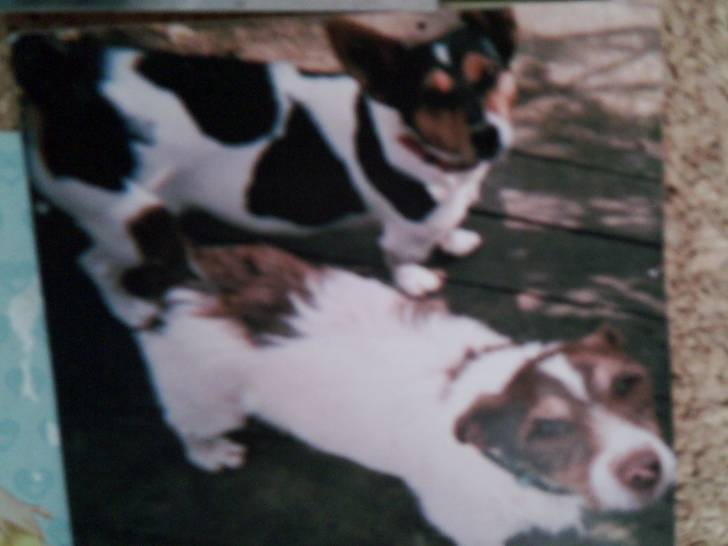 mooze and bezoo - Jack Russell (4 ans)