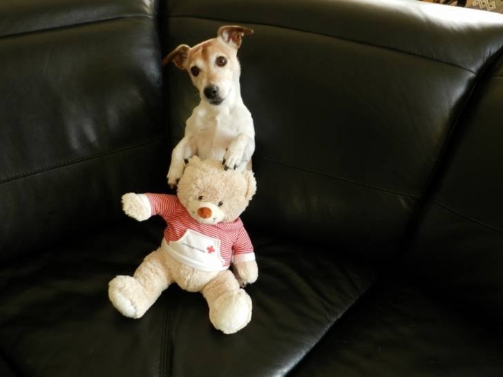 Vanille - Jack Russell (8 ans)
