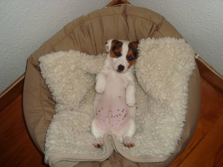 harry - Jack Russell Mâle (4 mois)