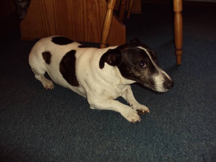 Bruno - Jack Russell Mâle (9 ans)