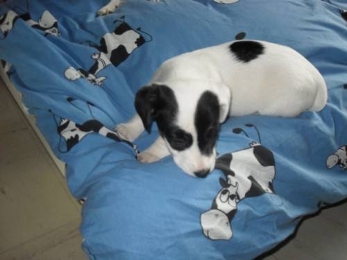 Rima - Jack Russell (10 mois)