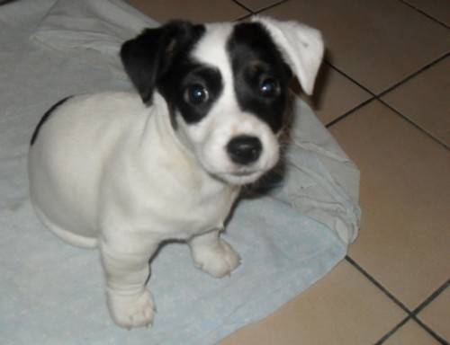 Rima - Jack Russell (10 mois)