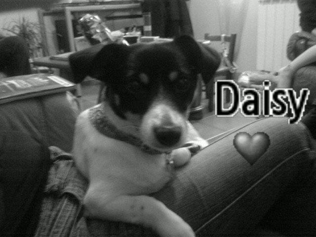 daisy - Jack Russell (1 an)