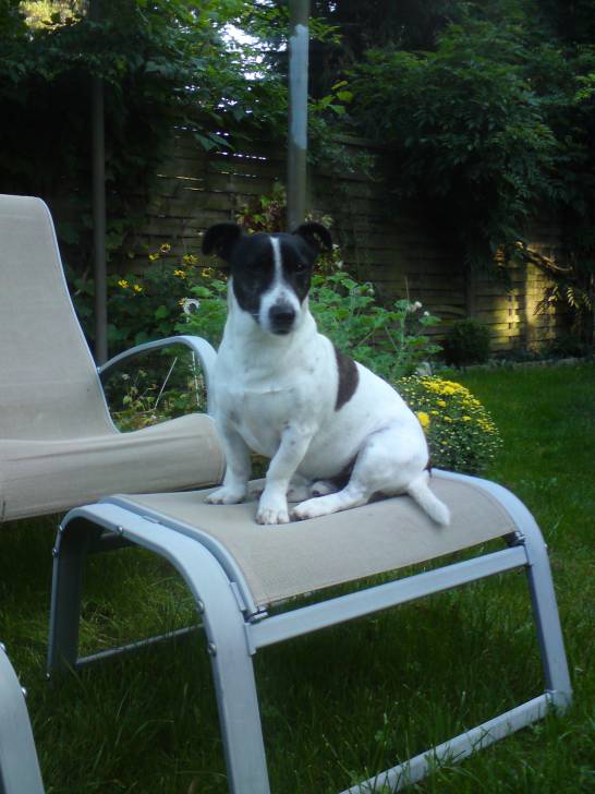 neuer Sitzplatz - Jack Russell Mâle (9 ans)