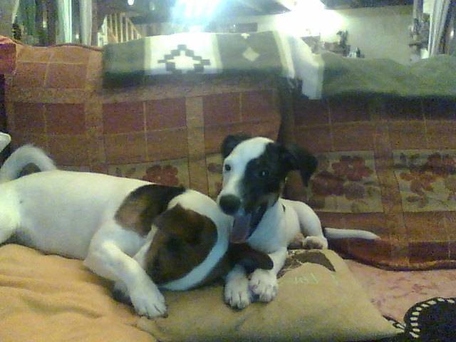 ti55 - Jack Russell (1 an)