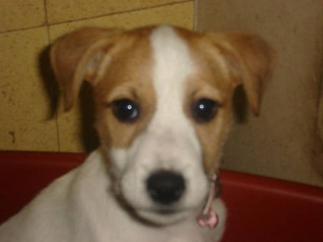 thayna - Jack Russell (1 an)