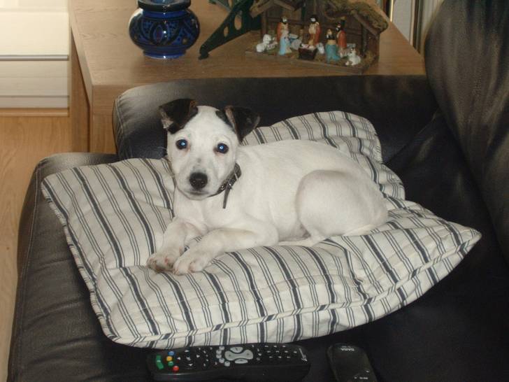 anis - Jack Russell (4 ans)