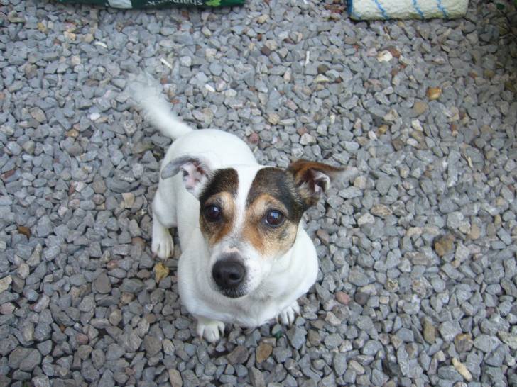 mable - Jack Russell (13 ans)
