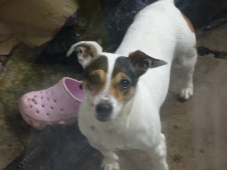 mable - Jack Russell (13 ans)
