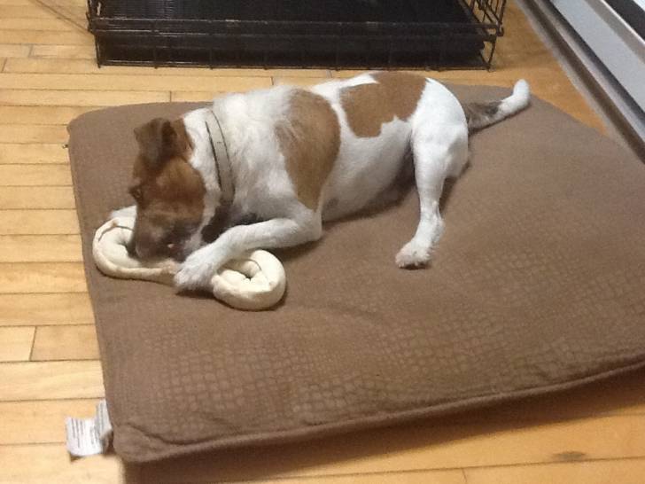 Poupou - Jack Russell (7 ans)
