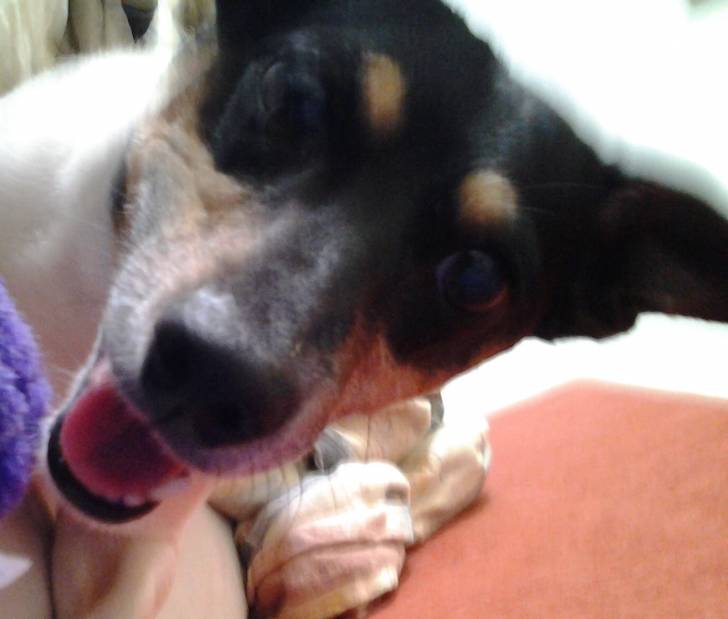 Lou - Jack Russell Mâle (7 ans)