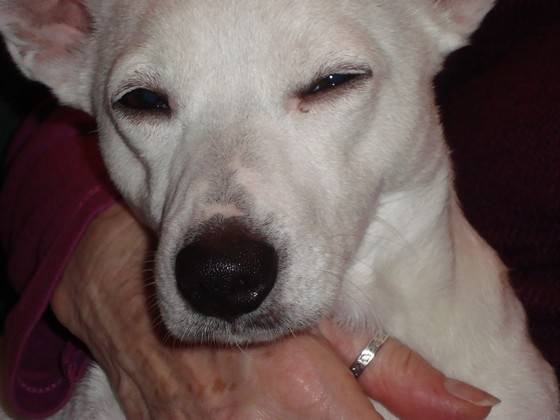 Smurfit - Jack Russell Mâle (1 an)