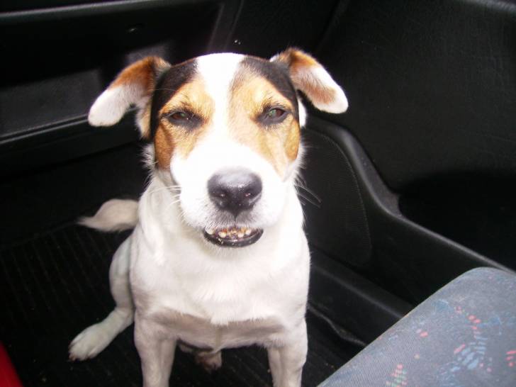 juvil - Jack Russell Mâle (10 ans)