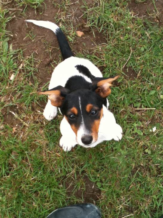 kenza - Jack Russell