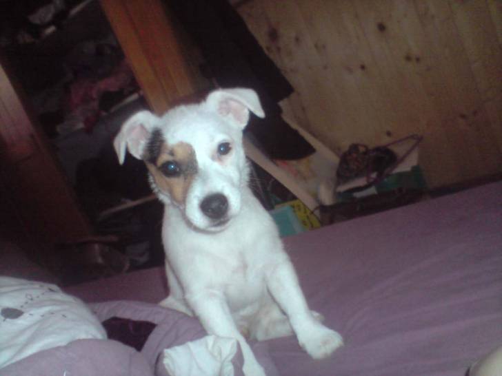 Dixie - Jack Russell (1 an)