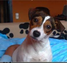Gorki - Jack Russell Mâle (3 ans)