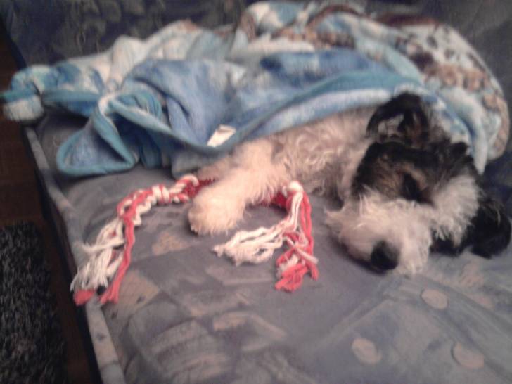 cindy - Jack Russell (5 ans)