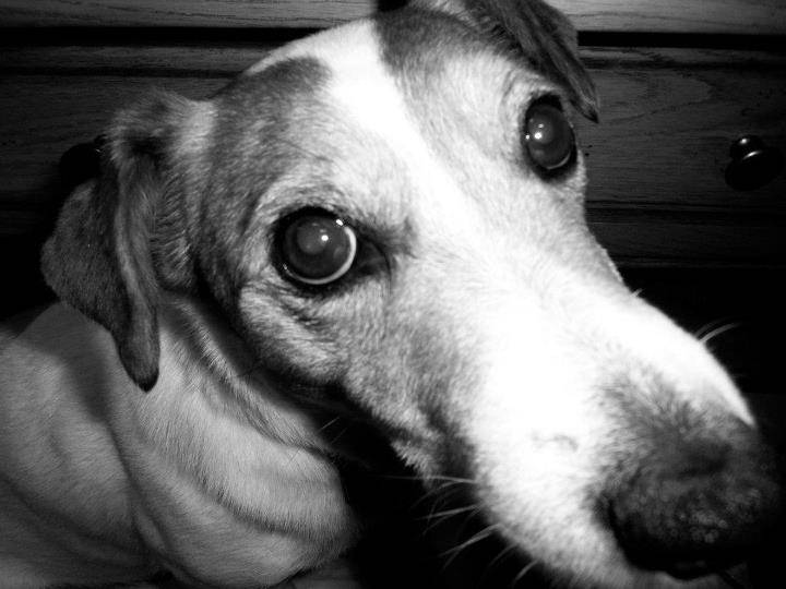 Vicky - Jack Russell Mâle (9 ans)