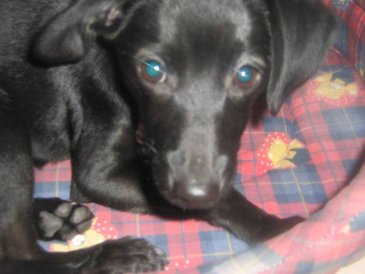 Darla - Jack Russell (1 an)